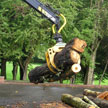 Timber Extraction